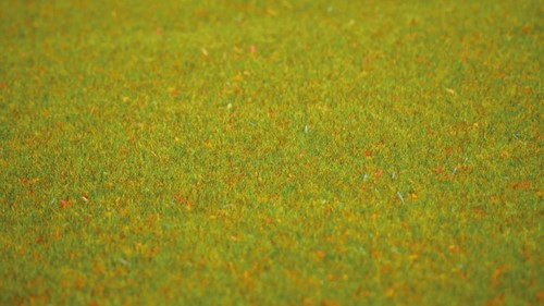 Noch 00011  - Gras mat bloemenweide