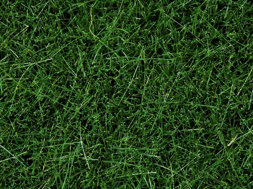 Noch 07106  - Gras wild, donkergoen