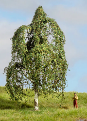 Noch 20121  - Berken boom (Master-Bäume 12 cm hoog)