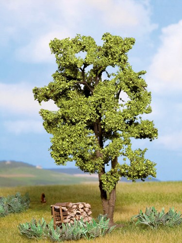 Noch 21660  - Acacia boom