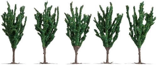 Noch 25635  - Populieren / Pappeln (5 st. ca. 12 cm hoog)