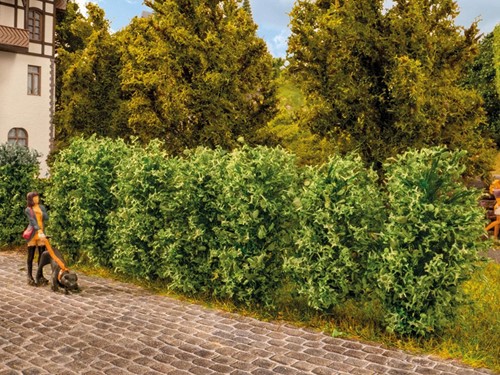 Noch 21547  - Thuja haag